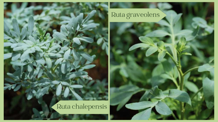 Hoja de Ruta (chalepensis y graveolens)