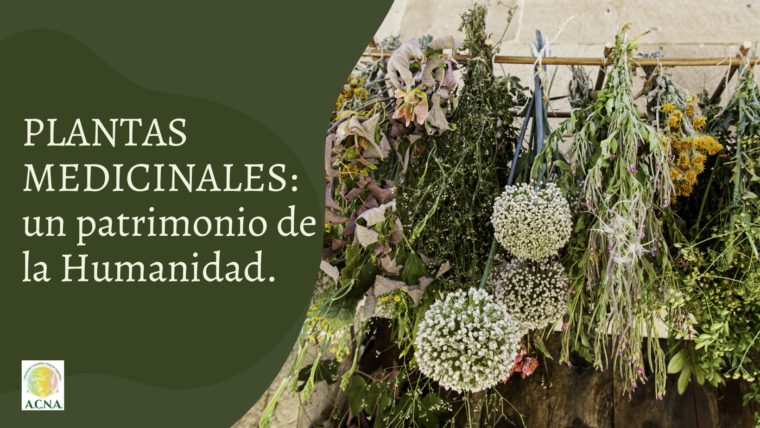 1.PLANTAS MEDICINALES: un patrimonio de la Humanidad.