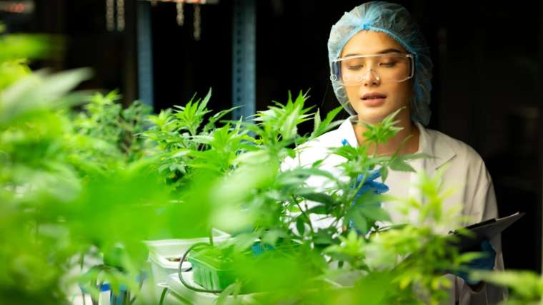 REPROCANN en Argentina: ¿Regulación o Retroceso?